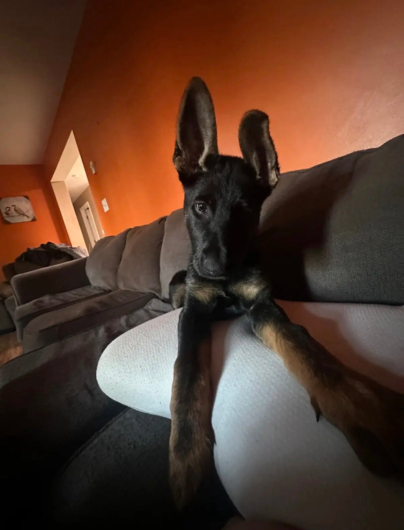 Reuben